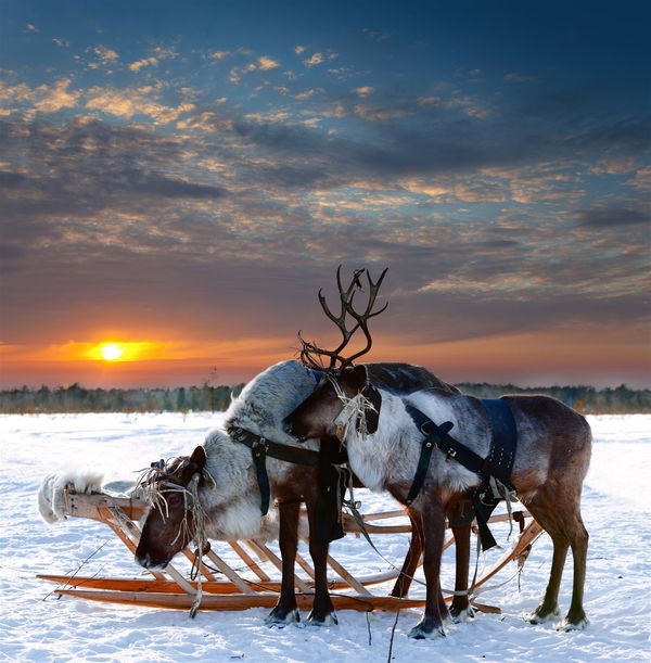 Finland Holidays 2024/2025 Trailfinders